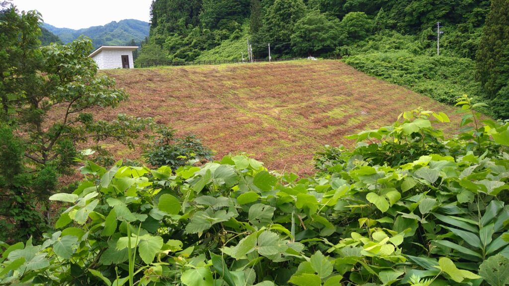 右岸から見た杉沢溜池