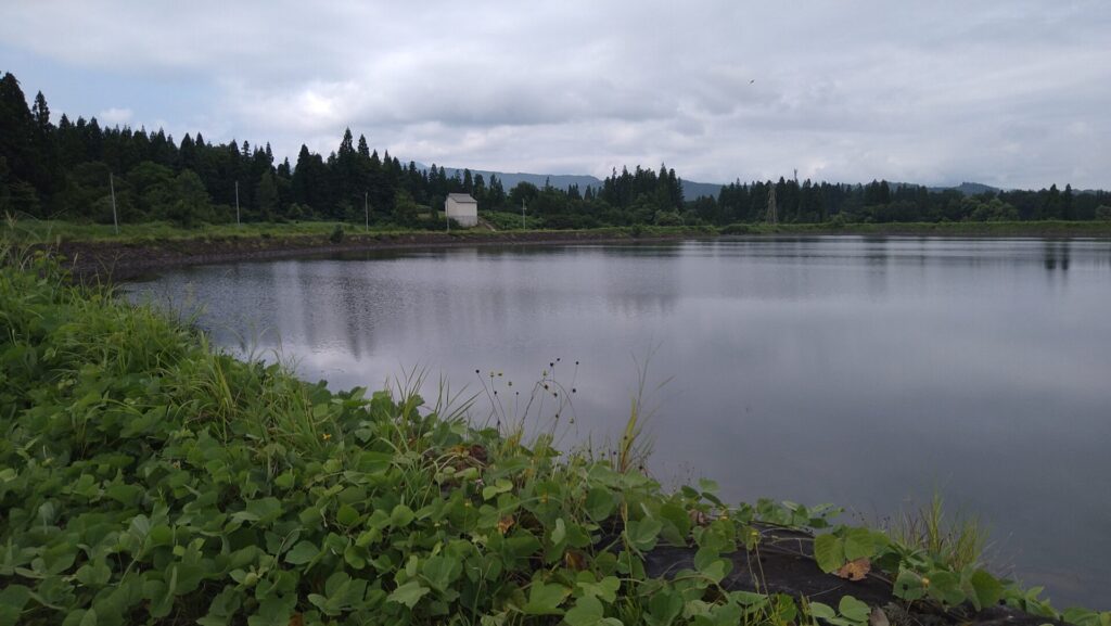ひばりヶ丘調整池のダム湖