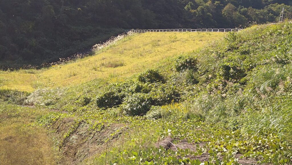 左岸の下流側から見た坪山ダム