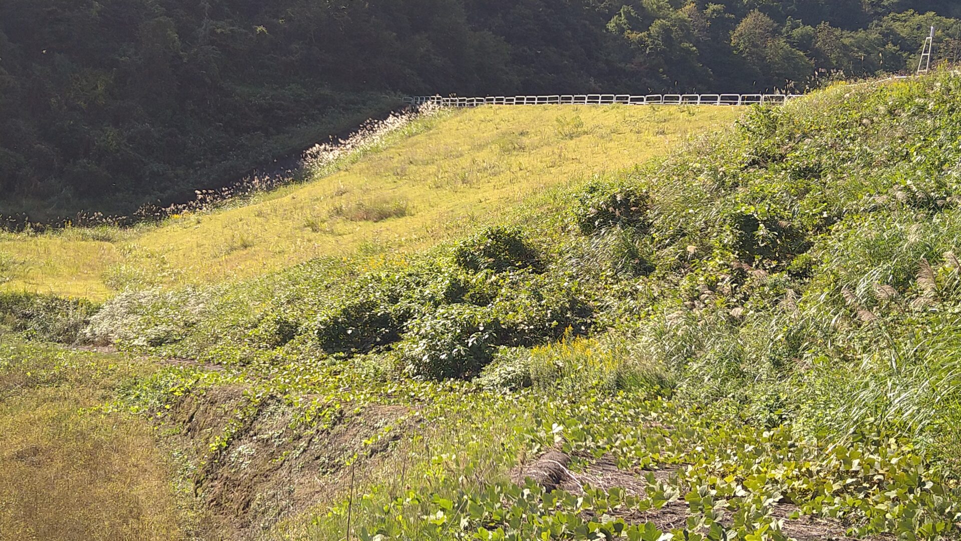 坪山ダム