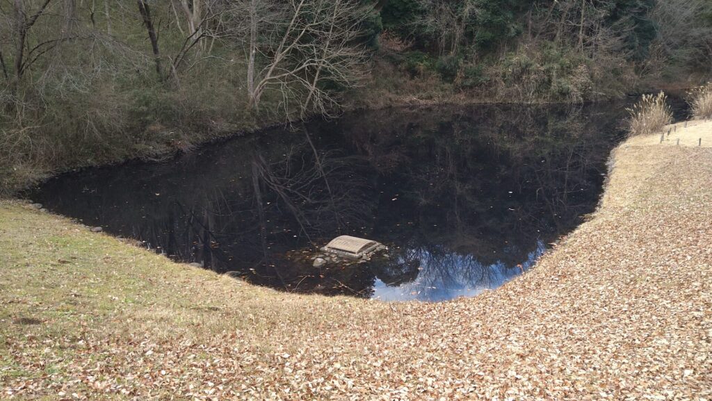 森の池の風景