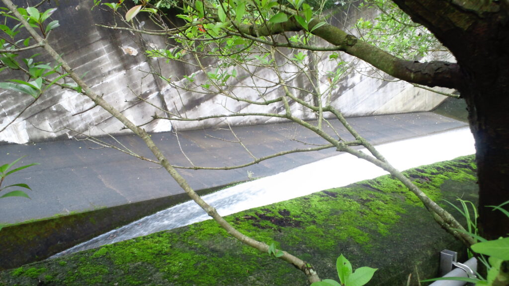 奥野ダムの洪水吐