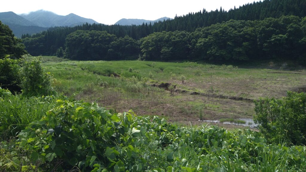小泉大堤の上流側