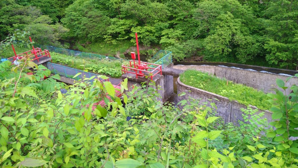 稲荷頭首工の水路と魚道